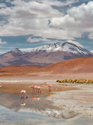 FLAMINGOS NA LAGUNA HEDIONDA