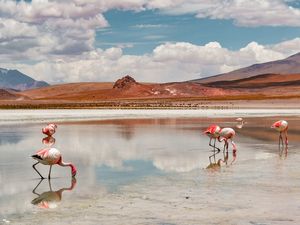 FLAMINGOS NA BOLÍVIA