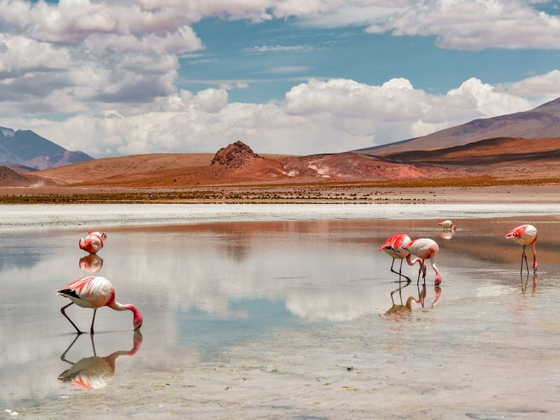 FLAMINGOS NA BOLÍVIA