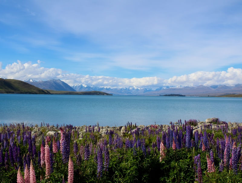 PAISAGEM NO LAGO TEKAPO NOVA ZELÂNDIA