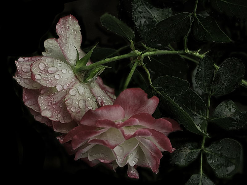 ROSAS V