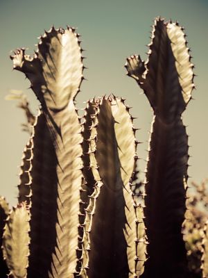 CACTUS_4