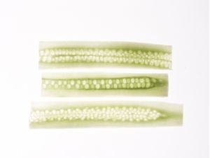 VEG ART 04
