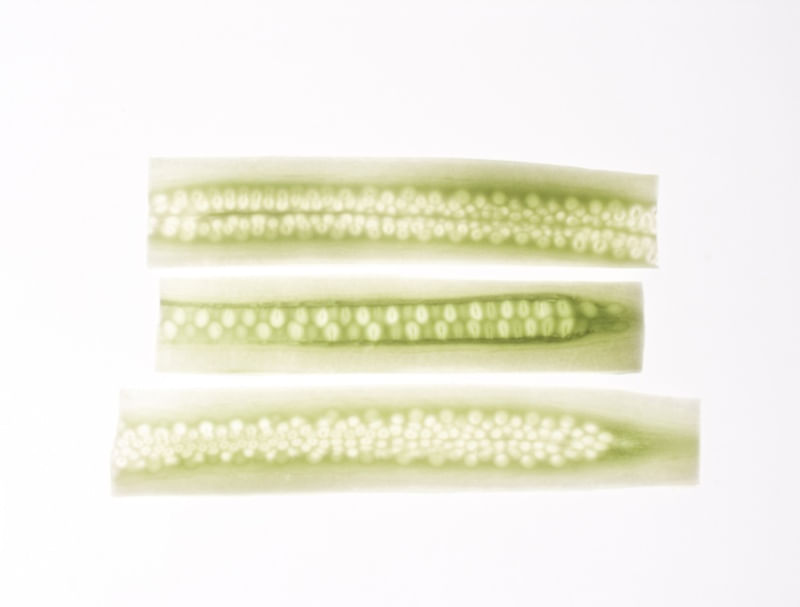 VEG ART 04