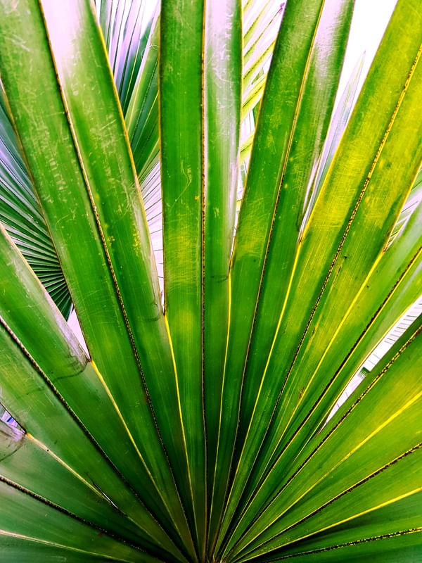VERDE E AMARELO