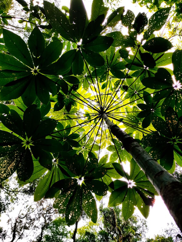 GUARDA SOL VERDE