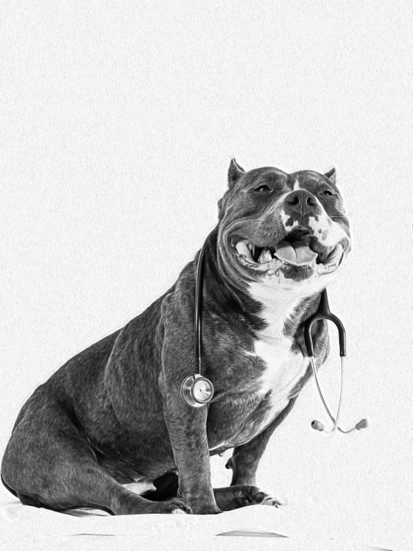 AMERICAN BULLY
