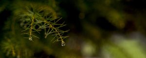 GOTA DE ORVALHO