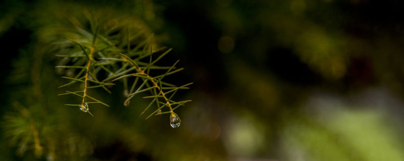 GOTA DE ORVALHO