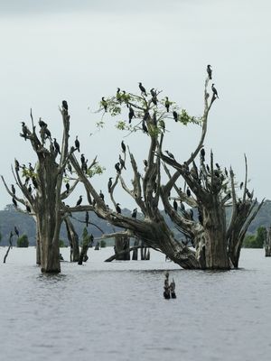 TRONCOS RETORCIDOS E PÁSSAROS PANTANEIROS
