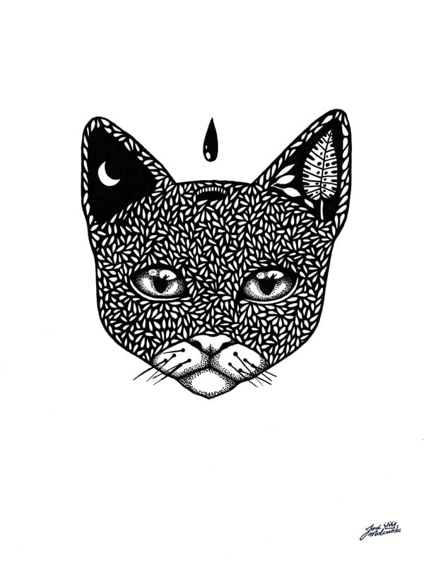 O GATO E A ÁGUA