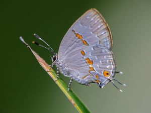 BORBOLETAS MACRO