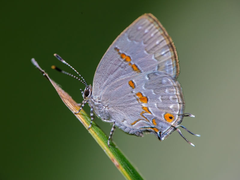 BORBOLETAS MACRO