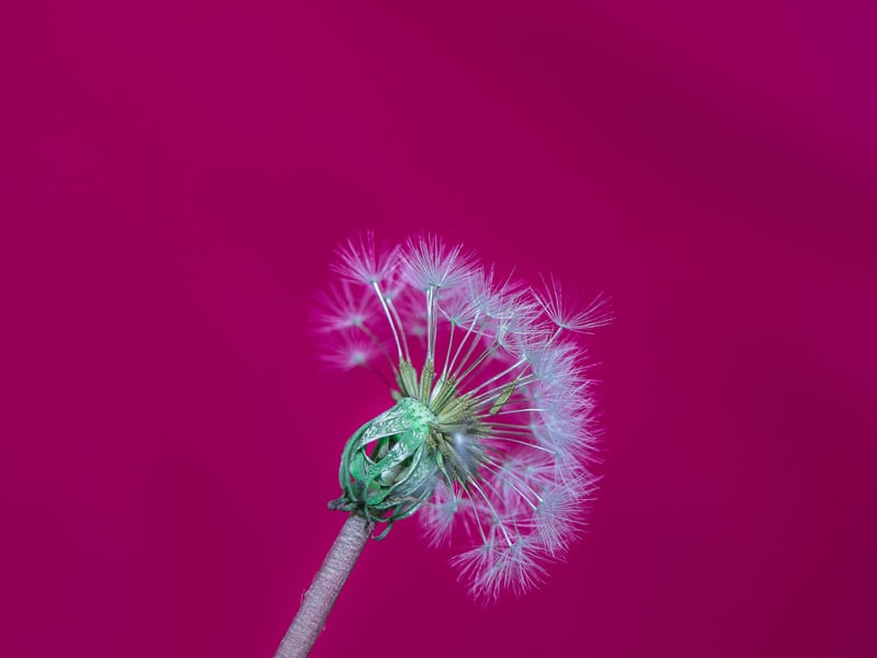 ROSA EXPLOSIVO