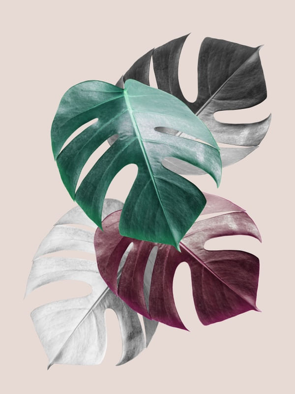 COLAGEM TROPICAL II