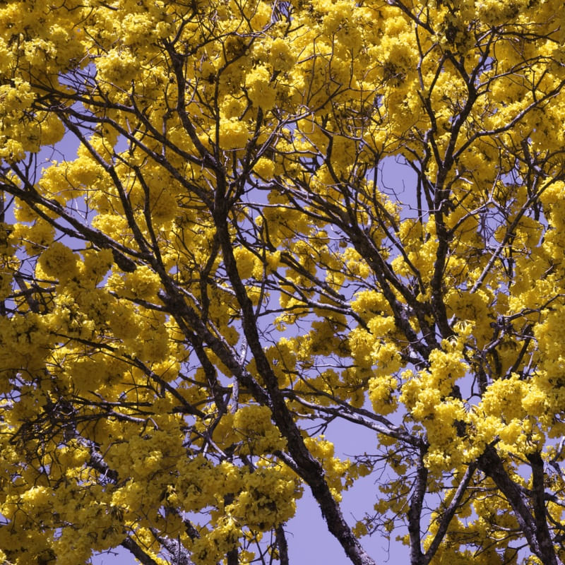 YPÊ-AMARELO LV