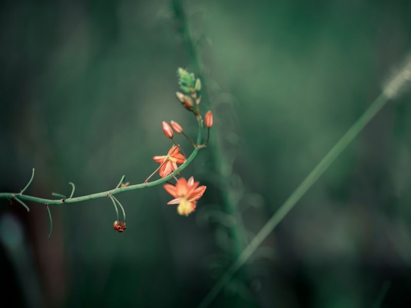 DETALHE NATUREZA - LARANJAS
