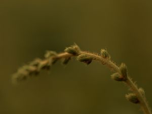 FIM DE TARDE - NATUREZA