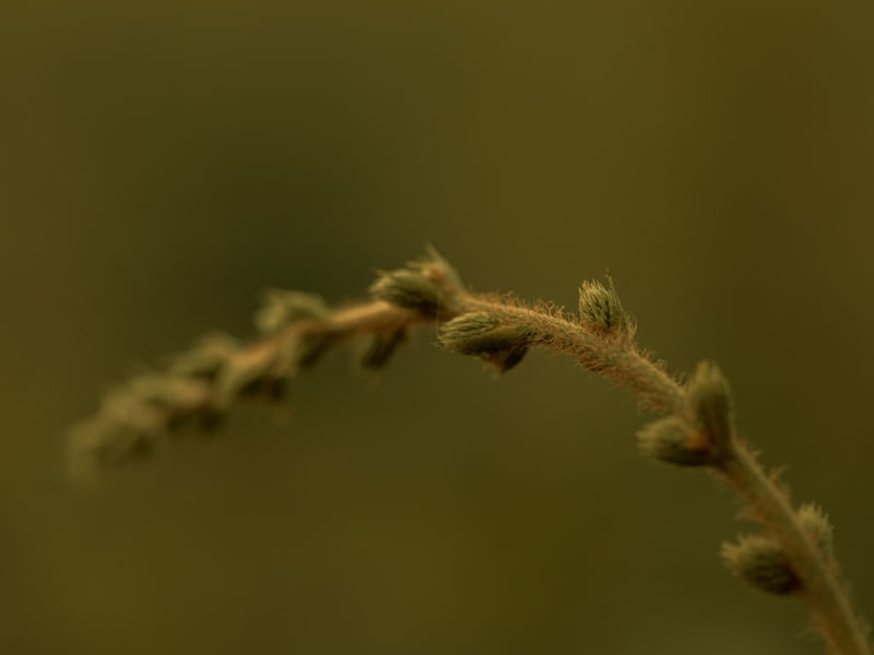 FIM DE TARDE - NATUREZA