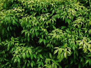 FOLHAS: VERDE E PRETO