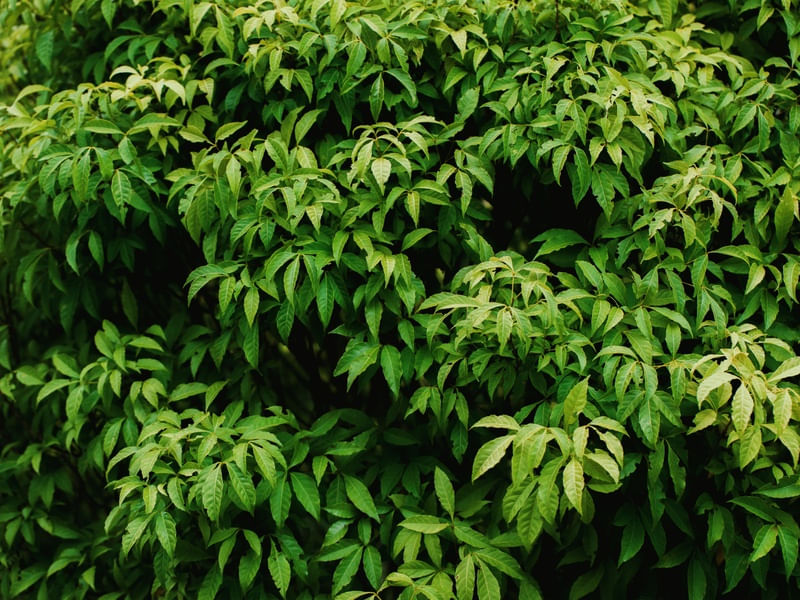 FOLHAS: VERDE E PRETO