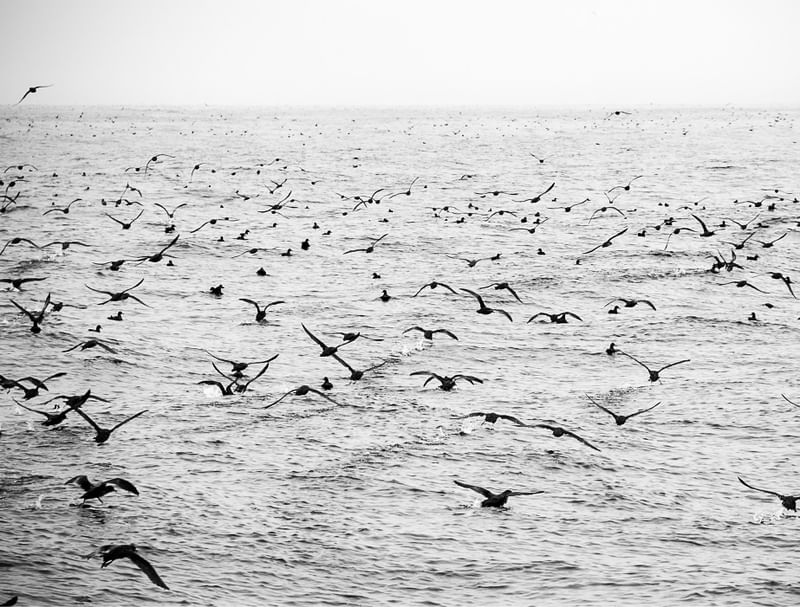 AVES DE MONTERREY