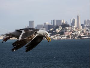 GAIVOTA SOBRE SAN FRANCISCO