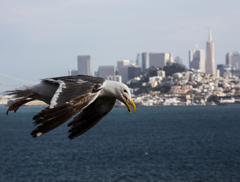 GAIVOTA SOBRE SAN FRANCISCO