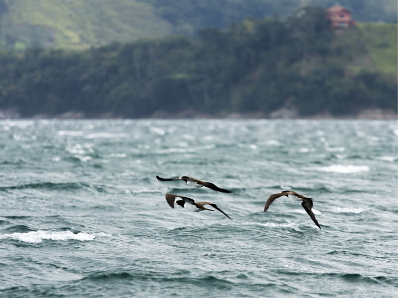 AVES MARINHAS