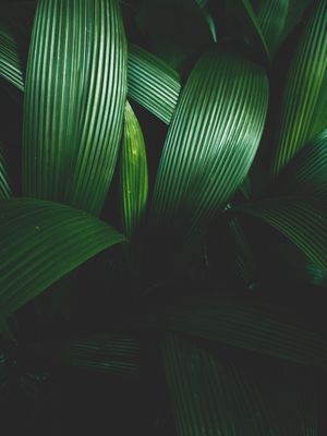 TEXTURA DA FLORESTA