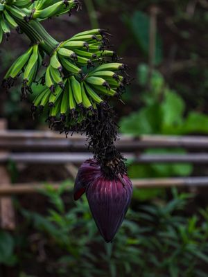 CACHO DE BANANA