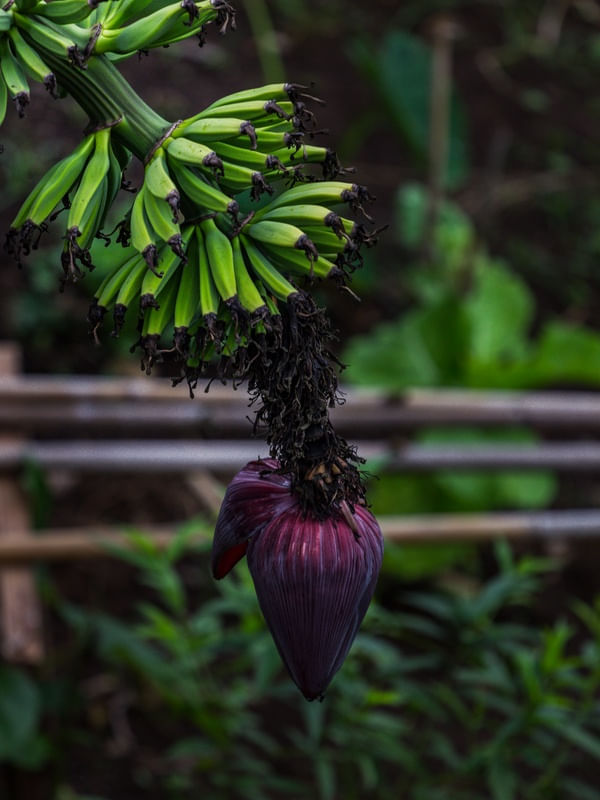 CACHO DE BANANA