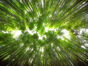 FLORESTA DE BAMBU JAPÃO