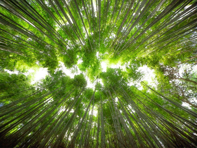 FLORESTA DE BAMBU JAPÃO
