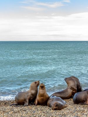 LEÕES MARINHOS EM PUNTA LOBO, PUERTO MADRYN