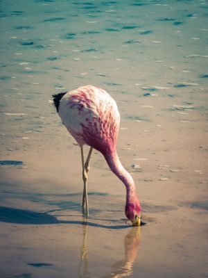 FLAMINGO NO SALAR DE ATACAMA