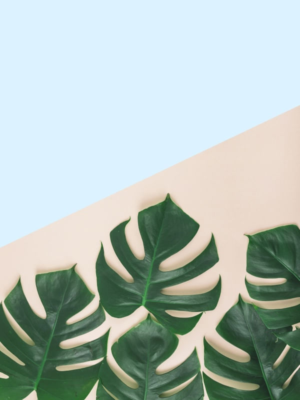 FOLHA TROPICAIS EM FUNDO ROSA