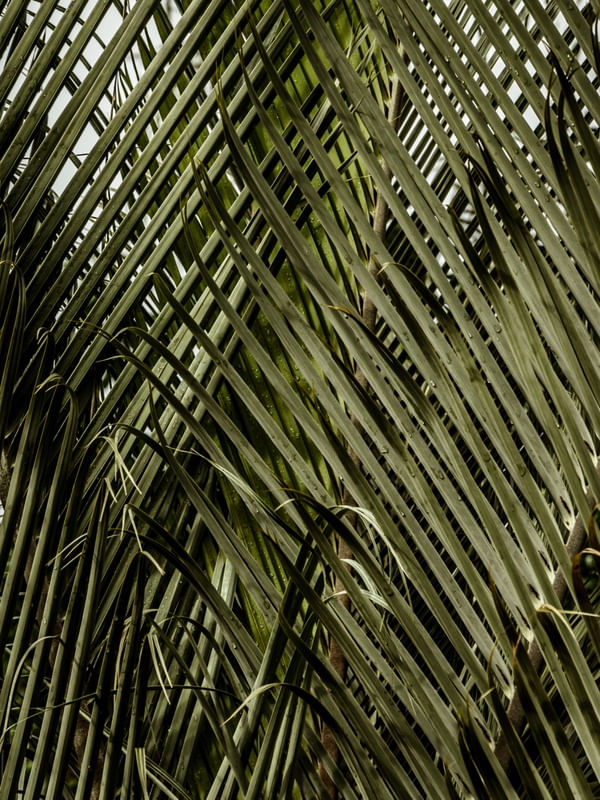 FOLHAS CRUZADAS