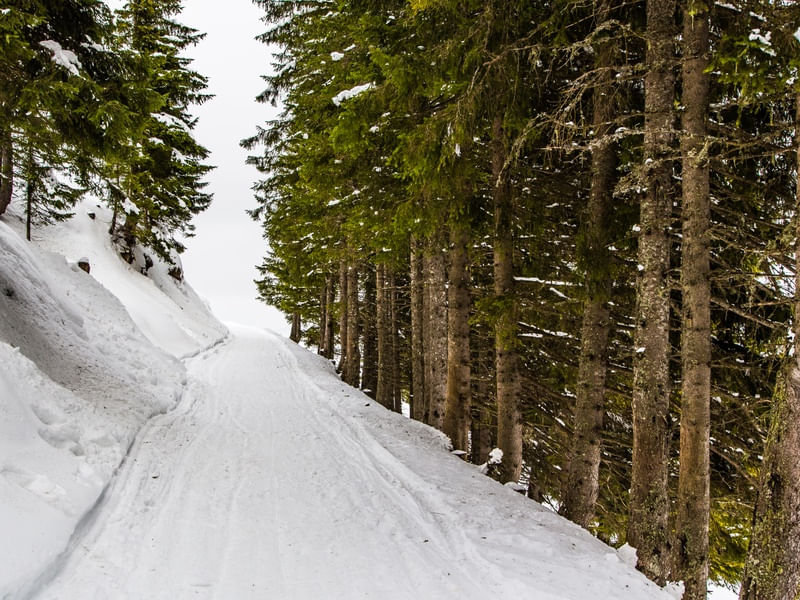 CAMINHO COM NEVE