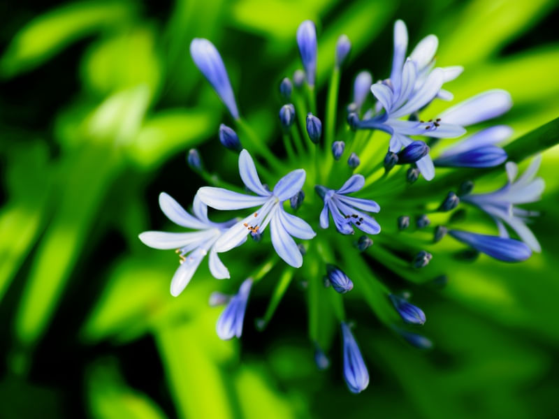 AGAPANTHUS