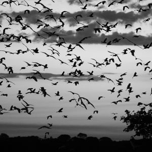 REVOADA DE PÁSSAROS NO PANTANAL