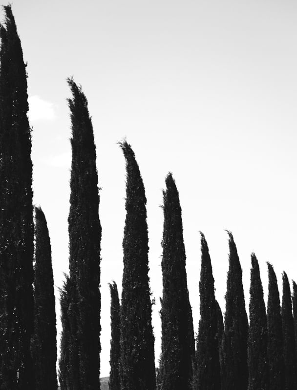 ÁRVORES DA TOSCANA