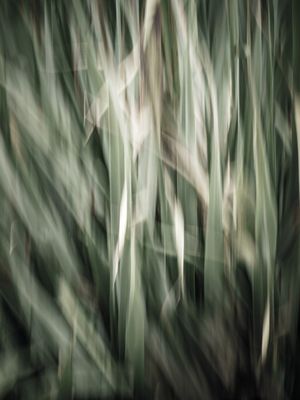 ERVA CIDREIRA AO VENTO_2