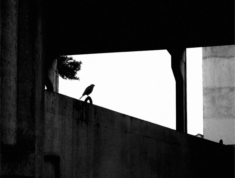 BIRD CITY