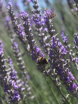 BEE IN THE GARDEN