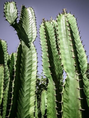 BARREIRA DE CACTUS