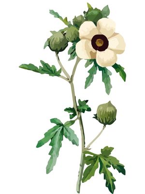 FLOR AMARELA COM FOLHAS E BOTÕES