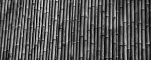 BAMBOO