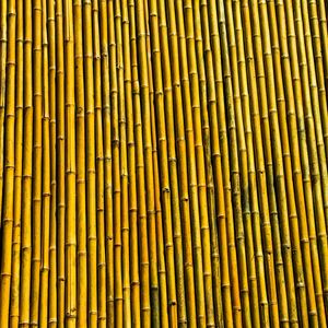 BAMBOO 2