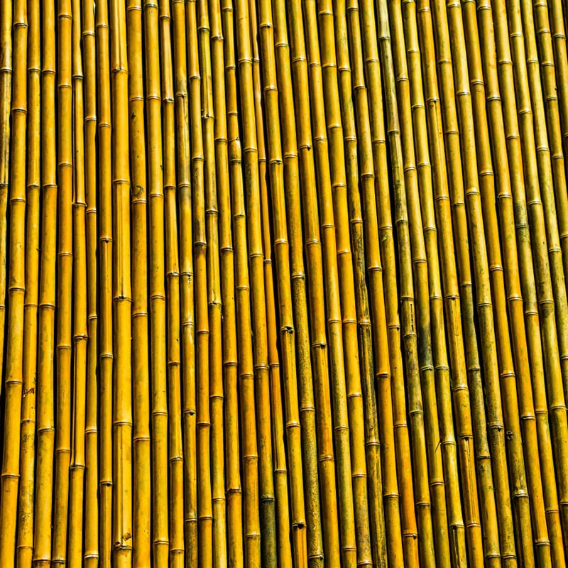 BAMBOO 2